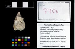 Foto (Objekt + Etikett) von Pithonoton marginatum (von Meyer, 1842)  (NHMW-GEO-2014-0194-0706)